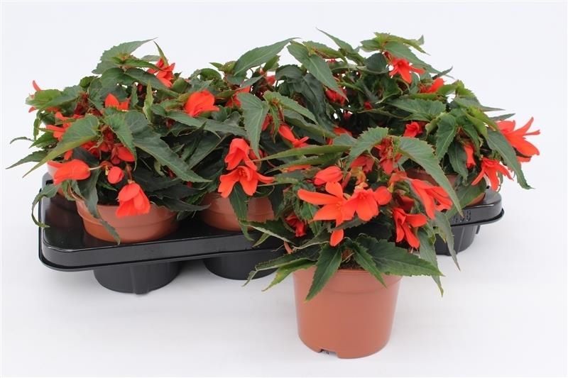 Begonia Waterfall Dreams Encanto Orange 25cm 13cm Pot