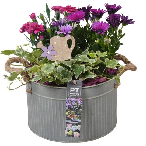 PTPP6892 Arrangementen Perkplanten 26cm 21cm Pot