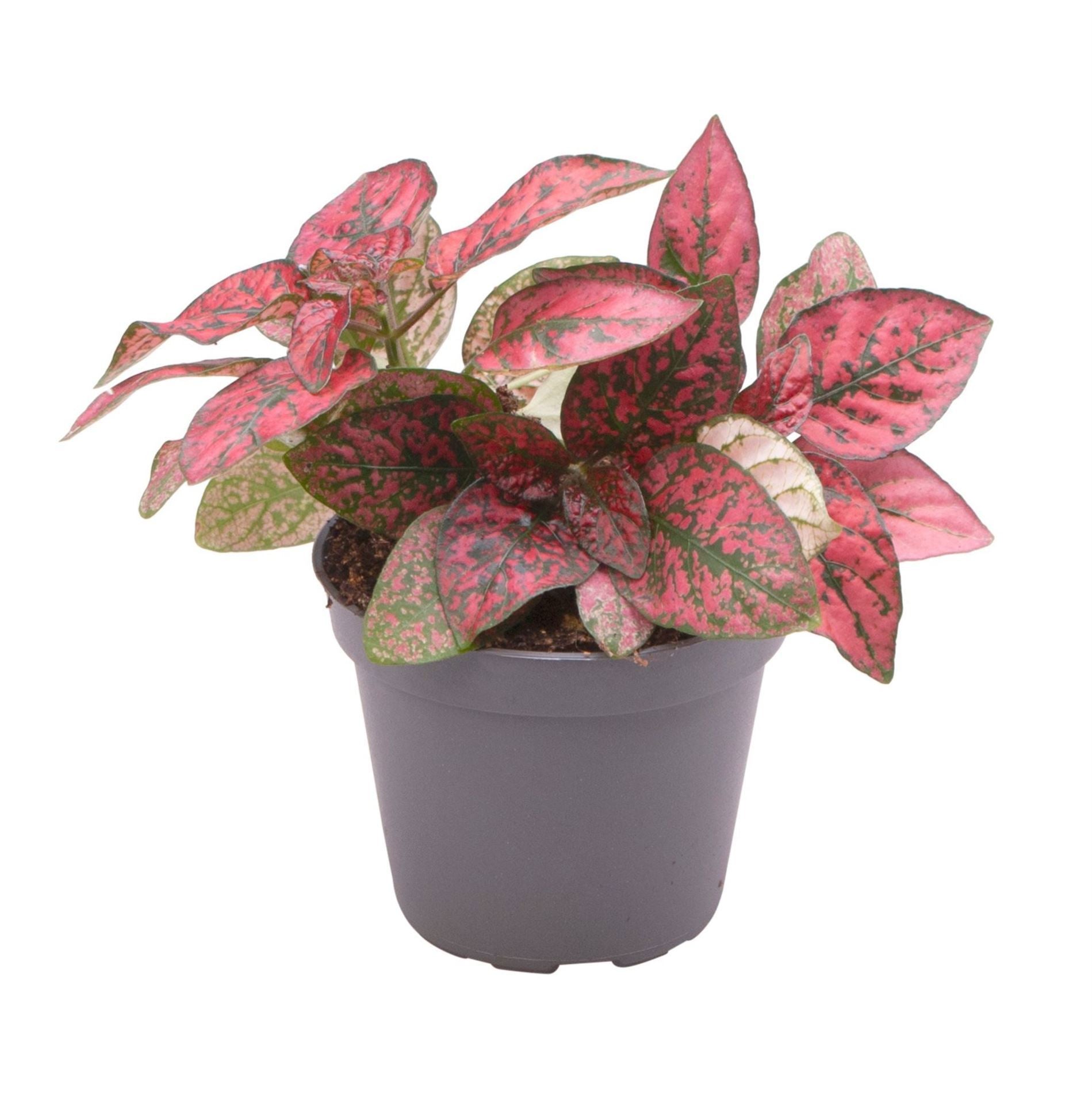 Hypoestes red 10cm 6cm Pot