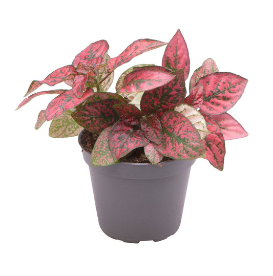 Hypoestes red 10cm 6cm Pot