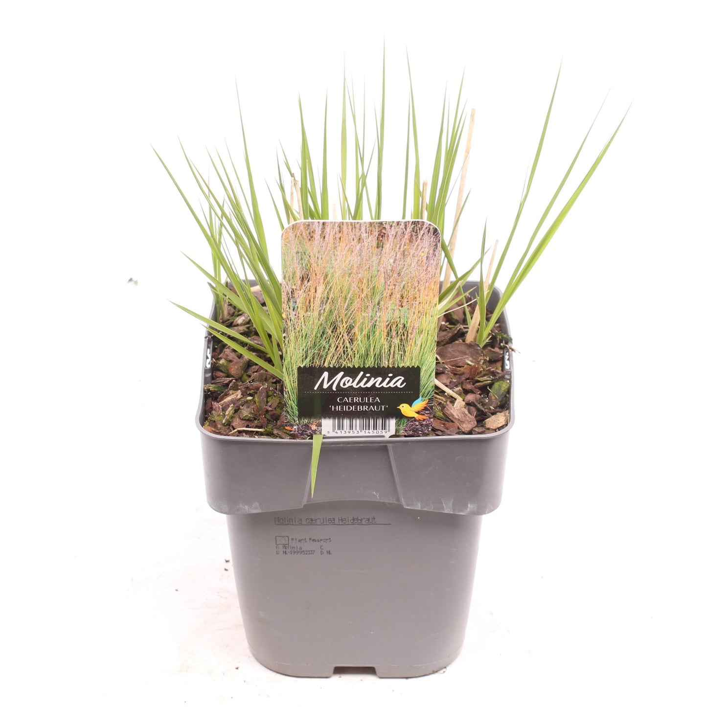 Molinia cae. Heidebraut 25cm 17cm Pot