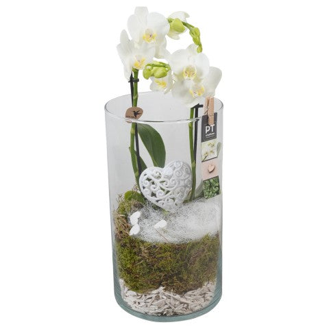 PTVMG4931 Arrangementen kamerplanten 45cm 16cm Pot