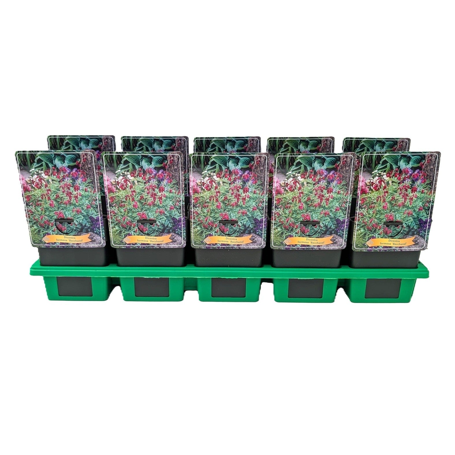 Dicentra for. Bacchanal 25cm 11cm Pot