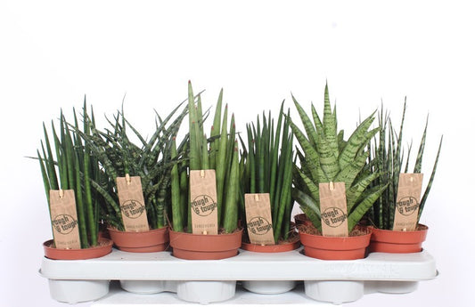 Sansevieria luxury mix 30cm 510cm Pot