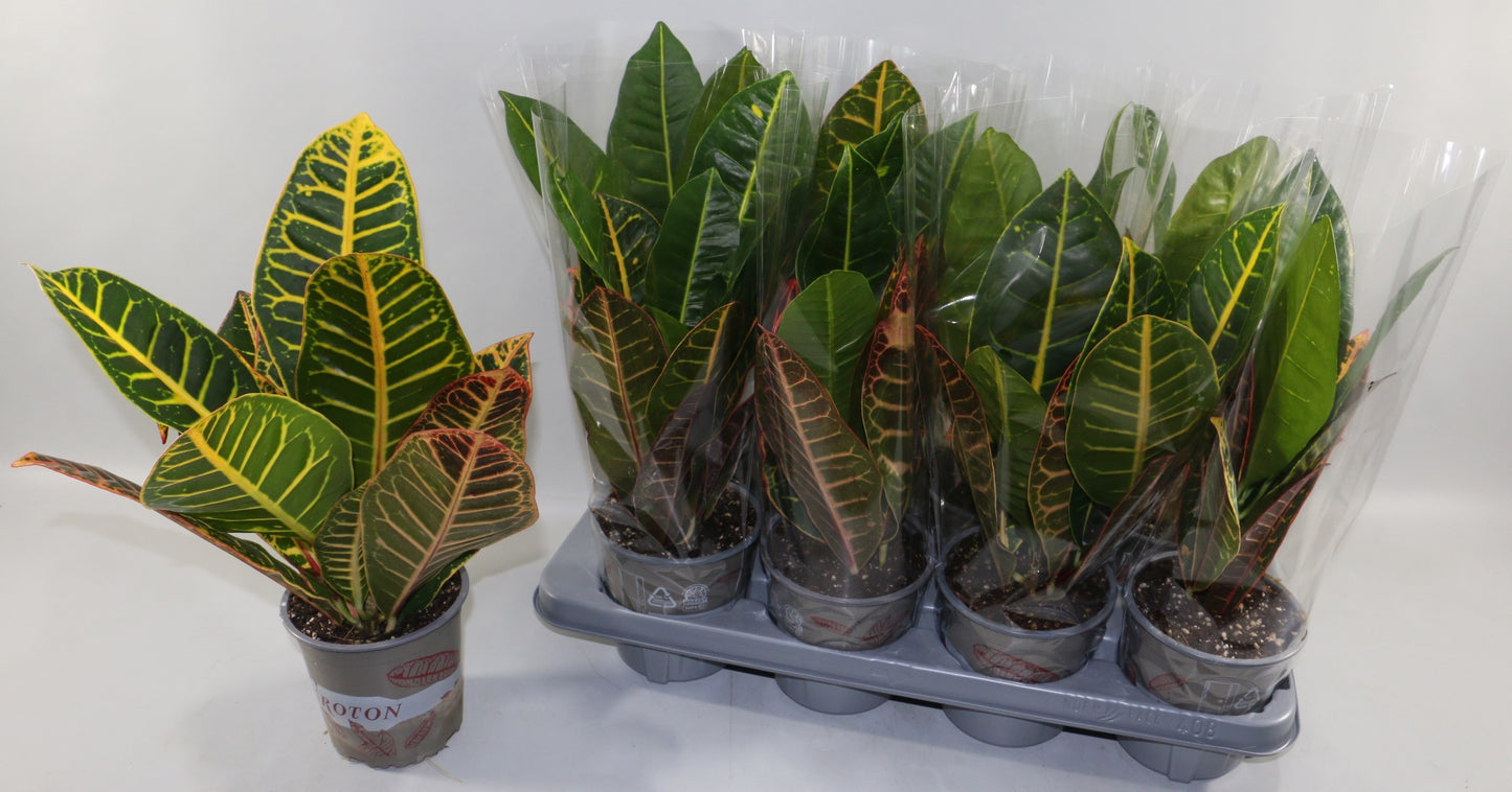 Codiaeum Petra 35cm 13cm Pot