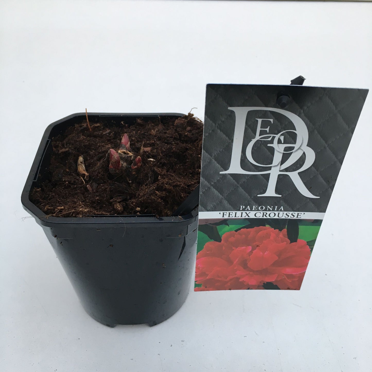 Paeonia mix 5cm 11cm Pot