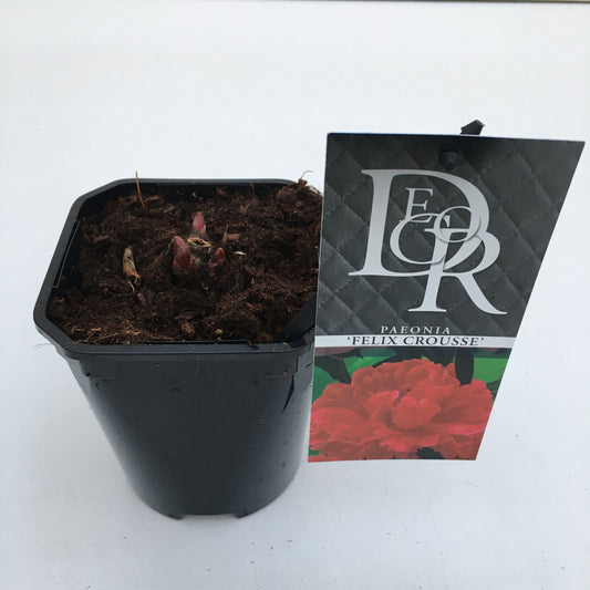 Paeonia mix 5cm 11cm Pot