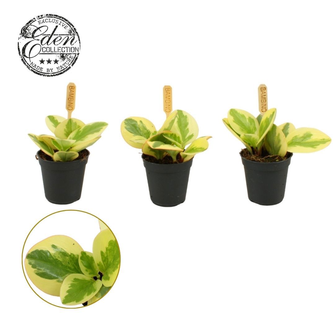 Peperomia Obtipan Bicolor 10cm 505cm Pot
