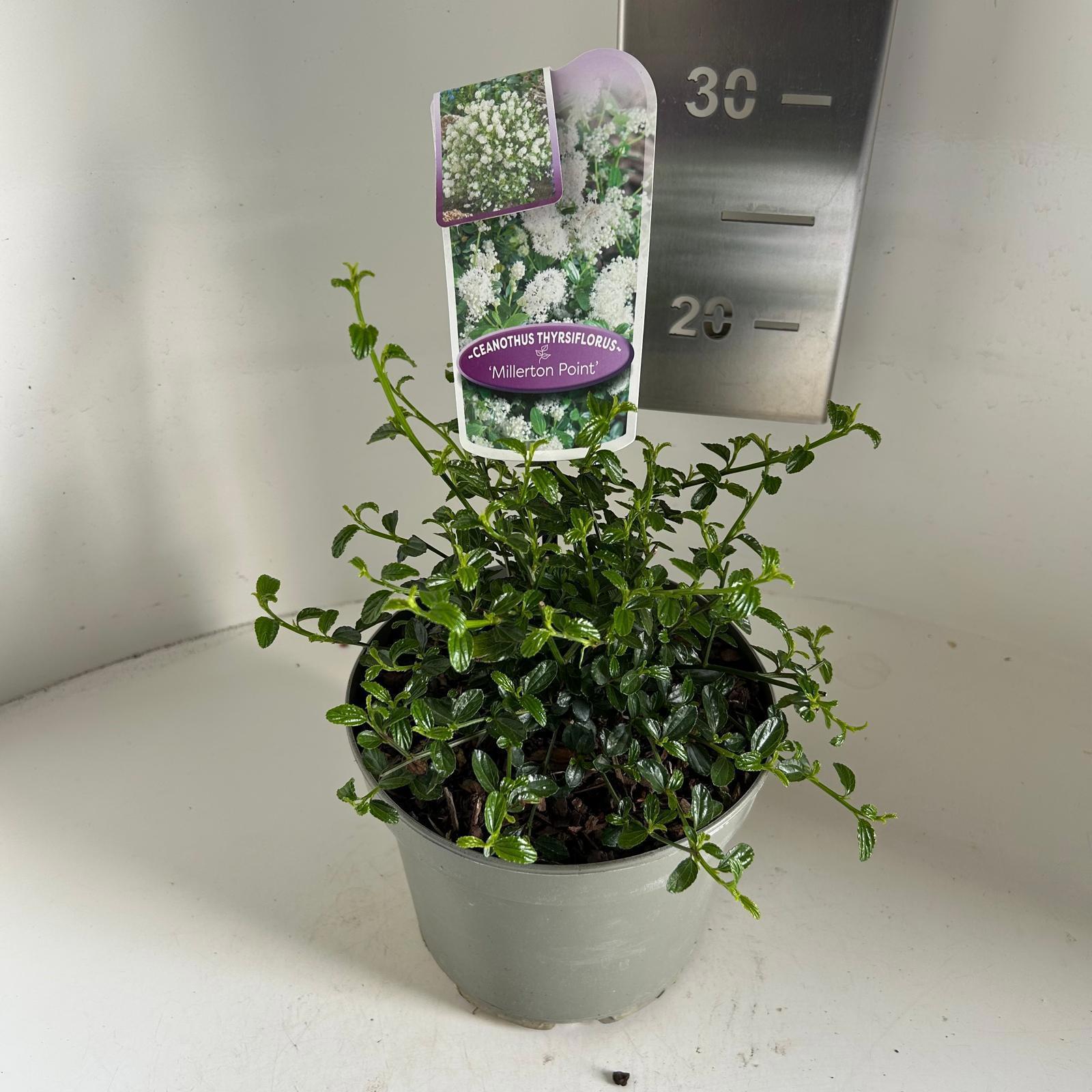 Ceanothus thy. Millerton Point 25cm 17cm Pot
