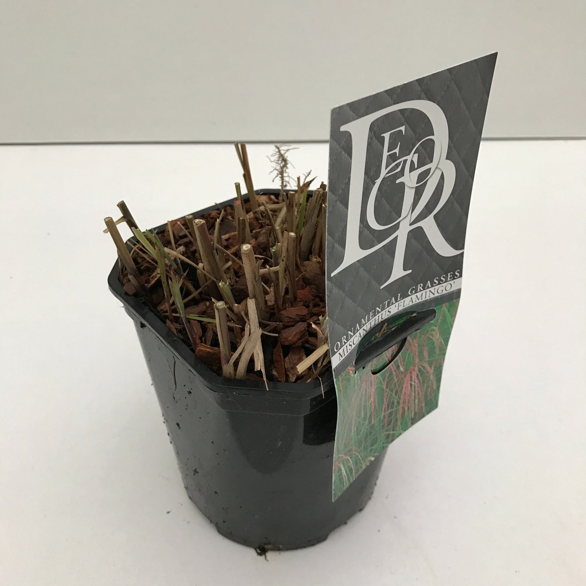 Miscanthus sin. Flamingo 30cm 17cm Pot
