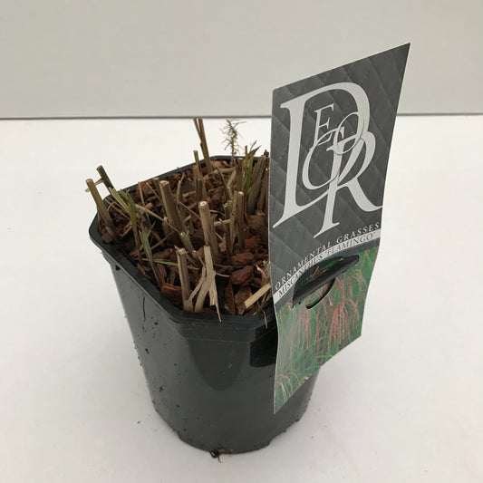 Miscanthus sin. Flamingo 30cm 17cm Pot