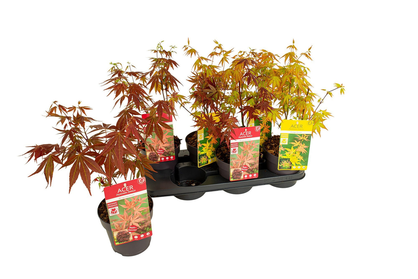 Acer palmatum 40cm 15cm Pot