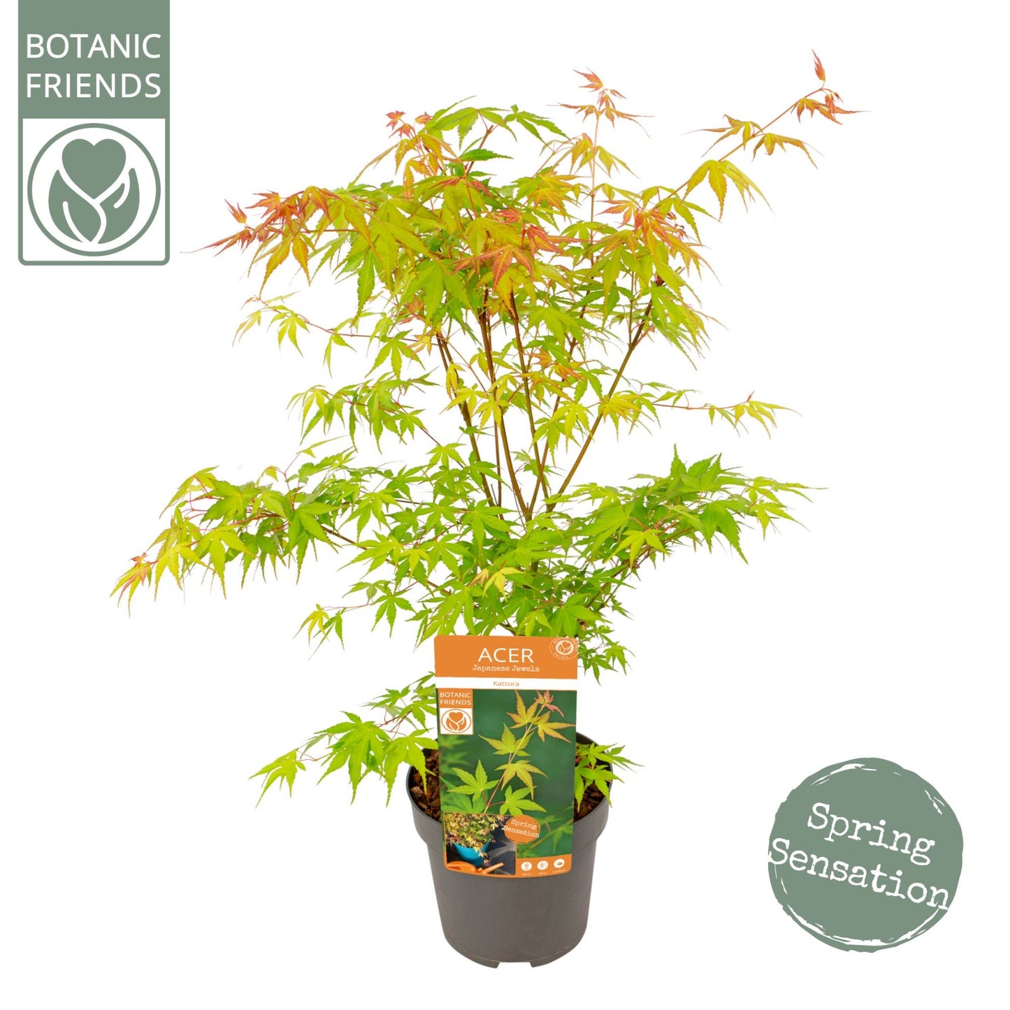 Acer palm. Katsura 65cm 19cm Pot