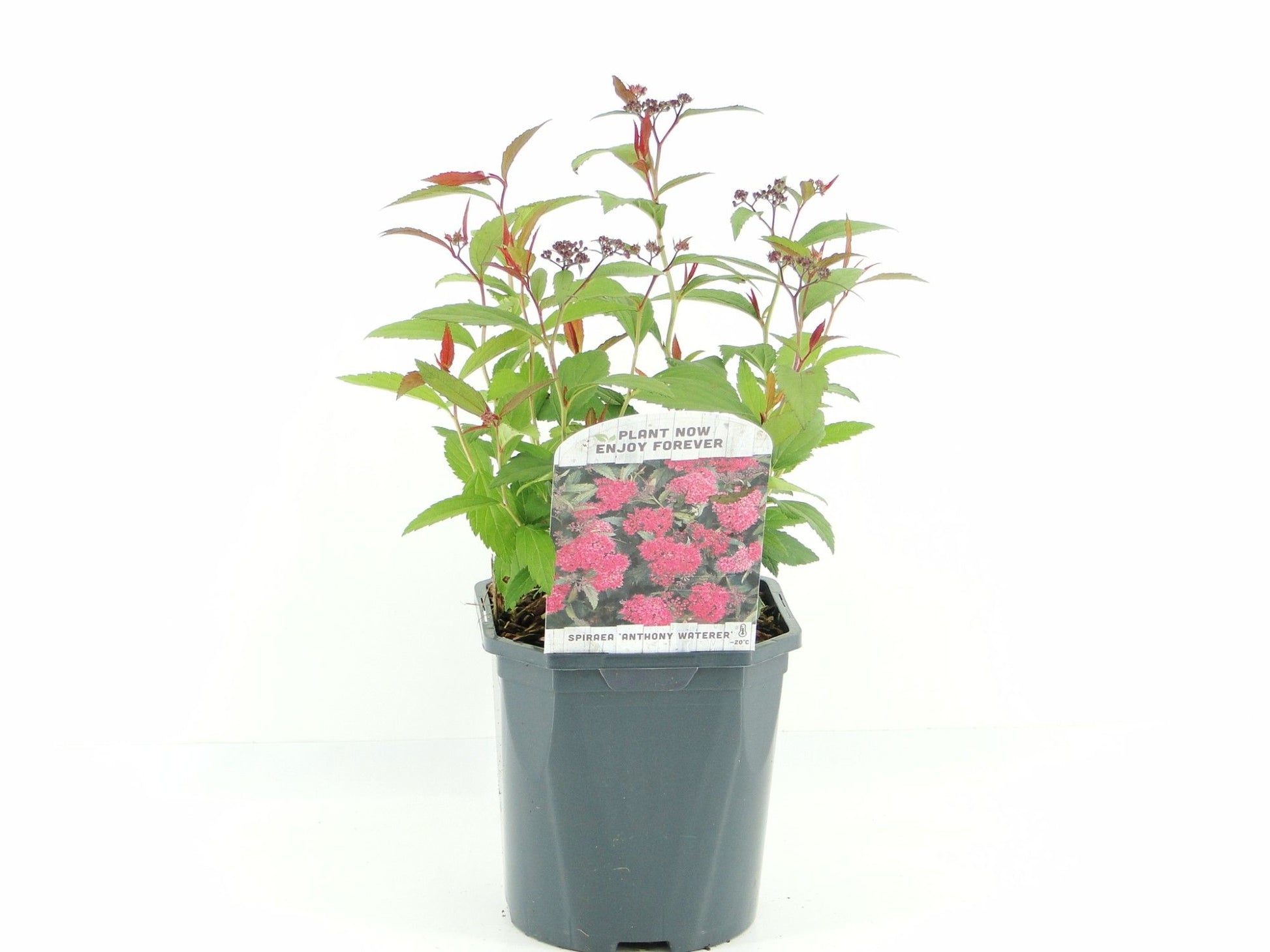 Spiraea jap. Anthony Waterer 30cm 17cm Pot