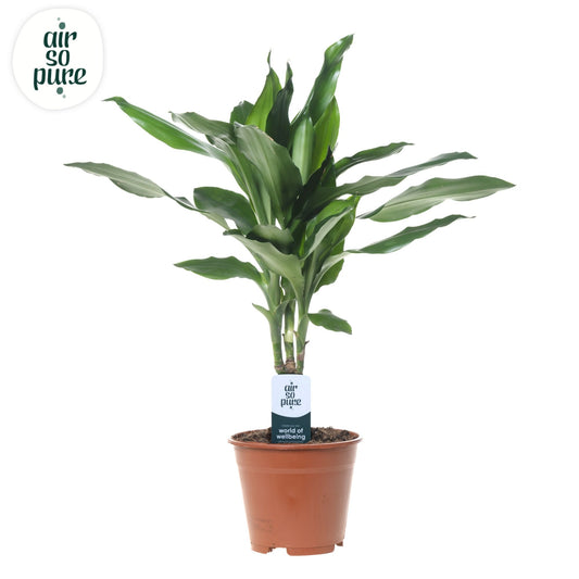 Dracaena frag. Janet Lind 55cm 14cm Pot