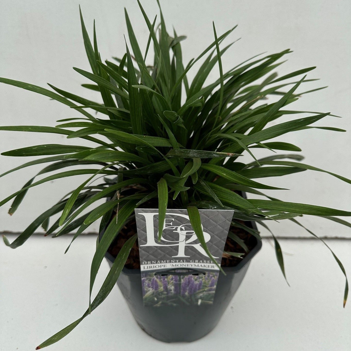 Liriope mus. Moneymaker 70cm 23cm Pot