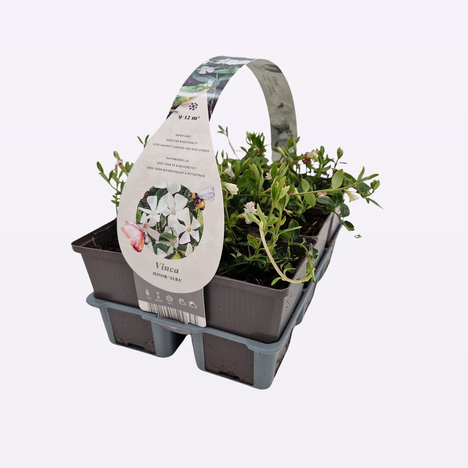 Vinca min. Alba 20cm 9cm Pot