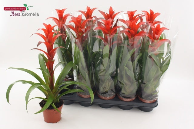 Guzmania Allura 53cm 12cm Pot