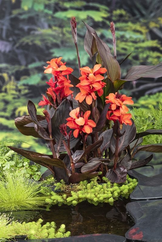 Canna Cannasol Happy Wilma 20cm 18cm Pot