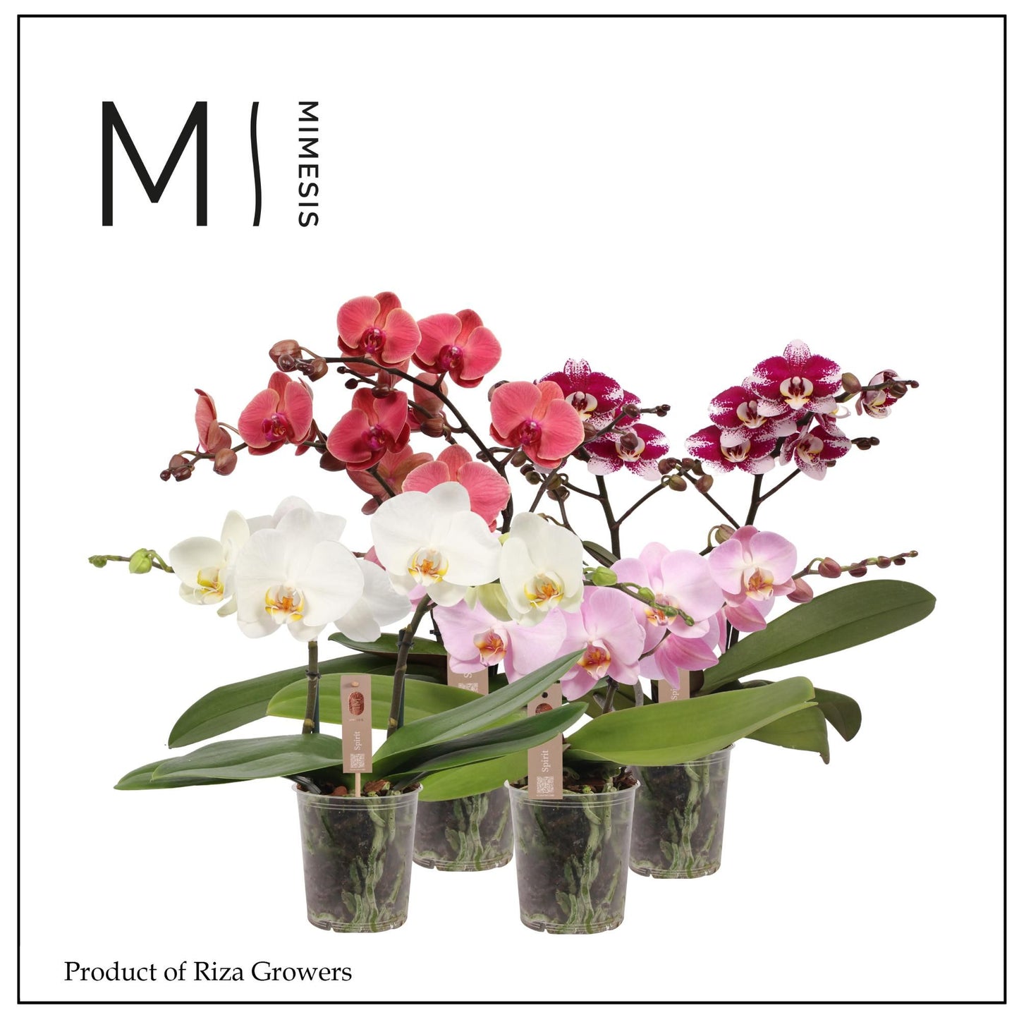 Phalaenopsis Spirit mix 45cm 12cm Pot