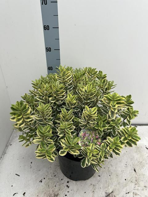 Hebe Katrina 45cm 26cm Pot