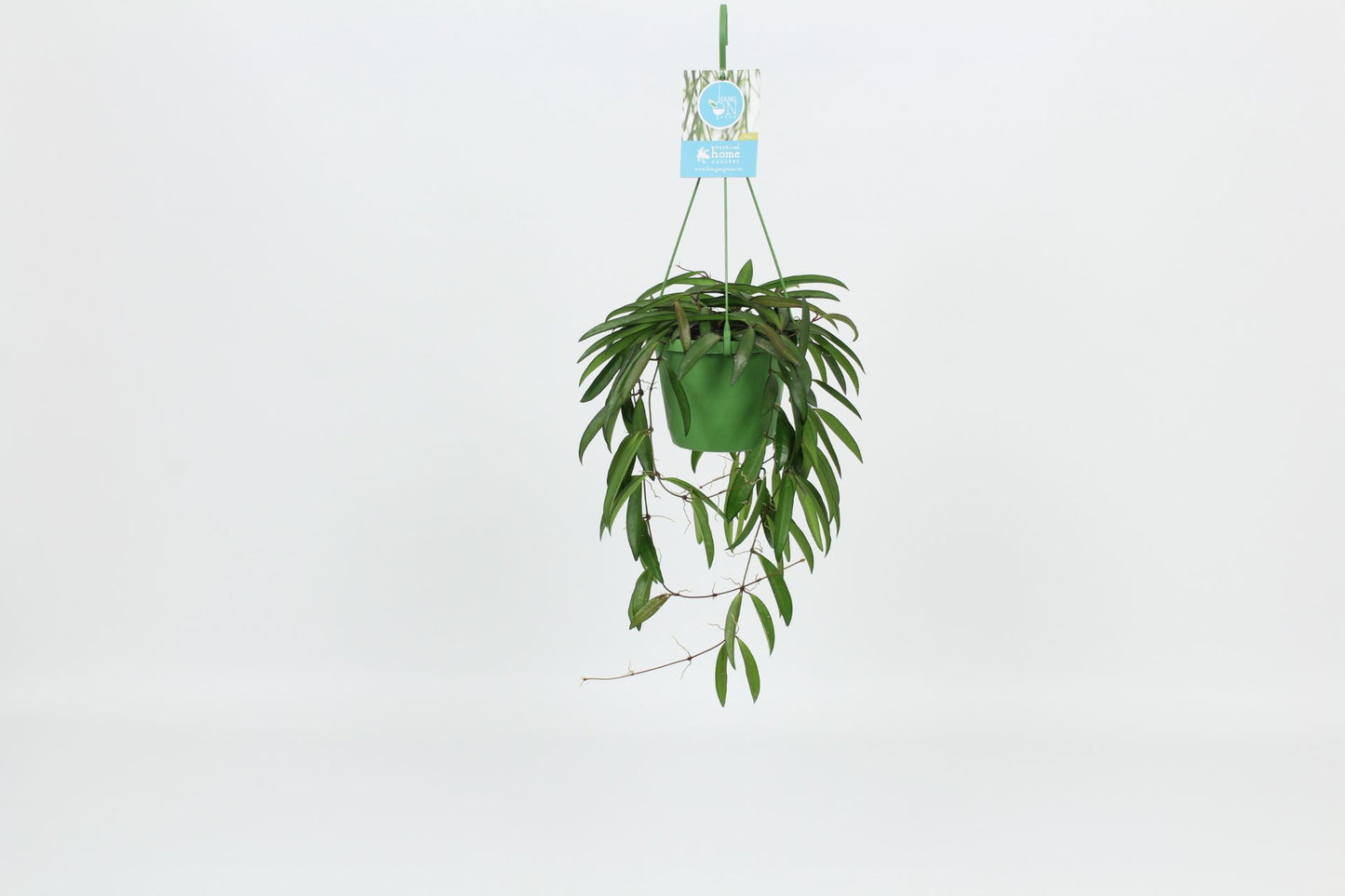 Hoya wayetii 30cm 14cm Pot