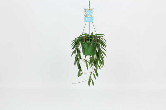 Hoya wayetii 30cm 14cm Pot