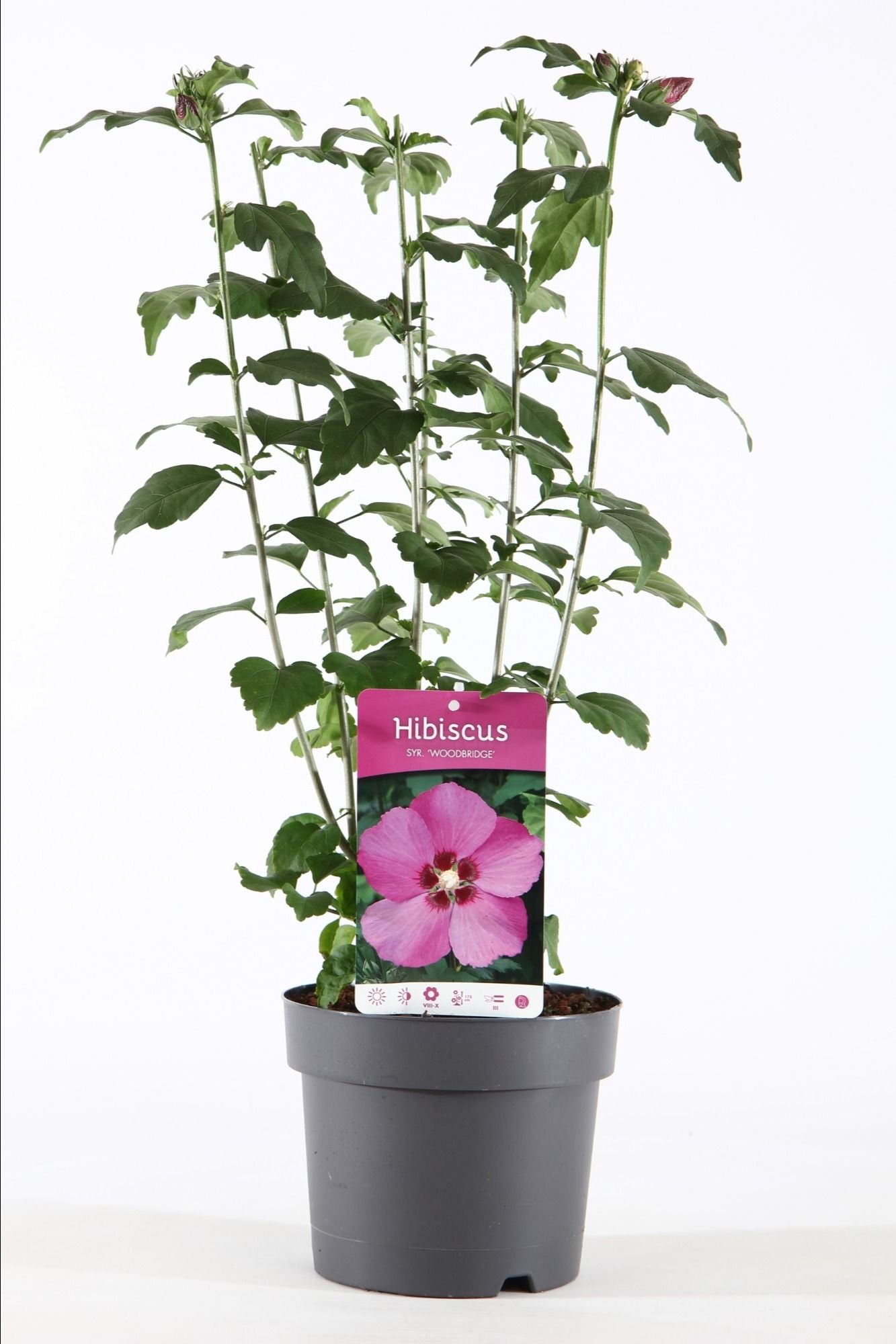 Hibiscus syr. Woodbridge 55cm 19cm Pot