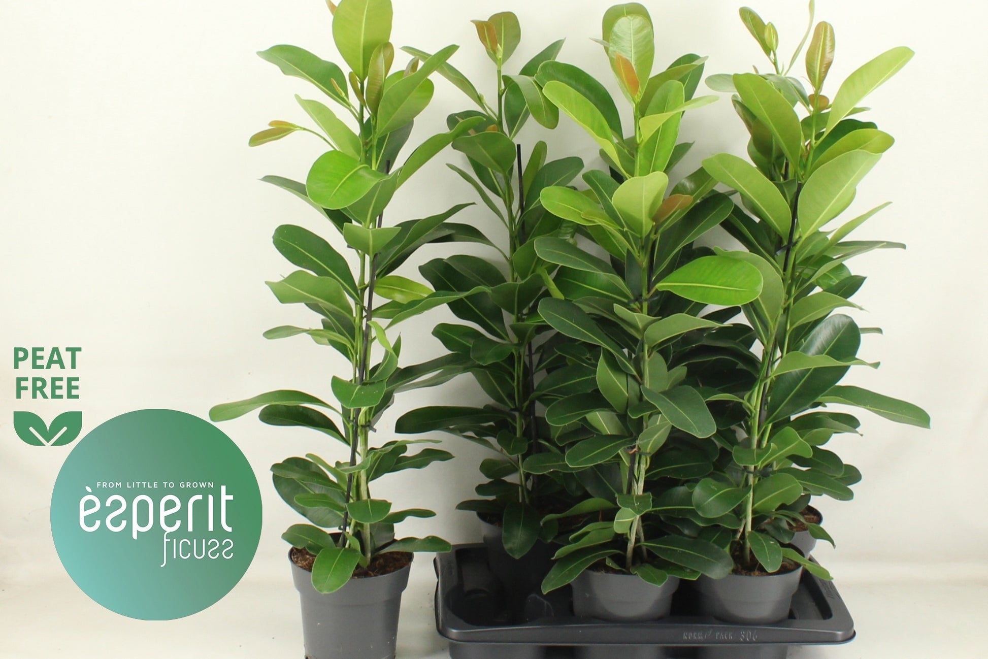 Ficus micr. Smile 81cm 17cm Pot