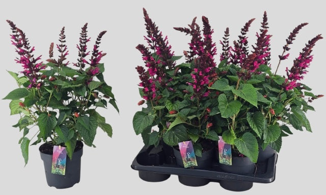 Salvia Salgoon Lake Flamingo 55cm 17cm Pot