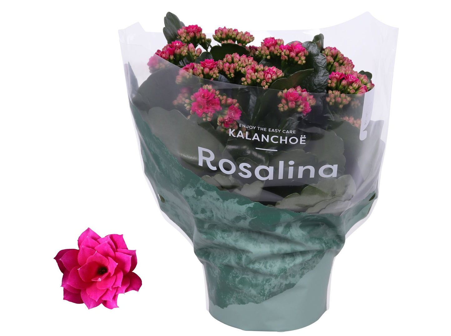 Kalanchoe Roselina Don Victorio 27cm 15cm Pot