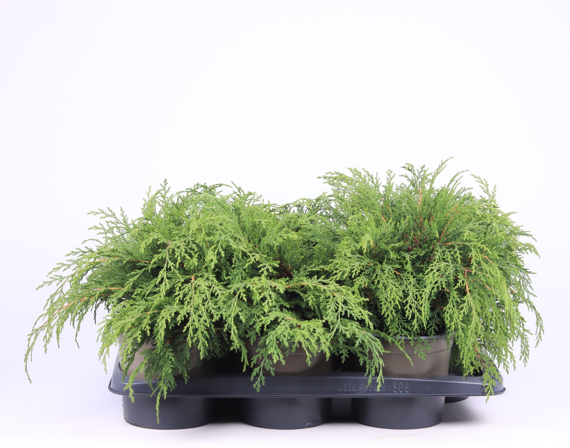 Microbiota decussata 35cm 17cm Pot