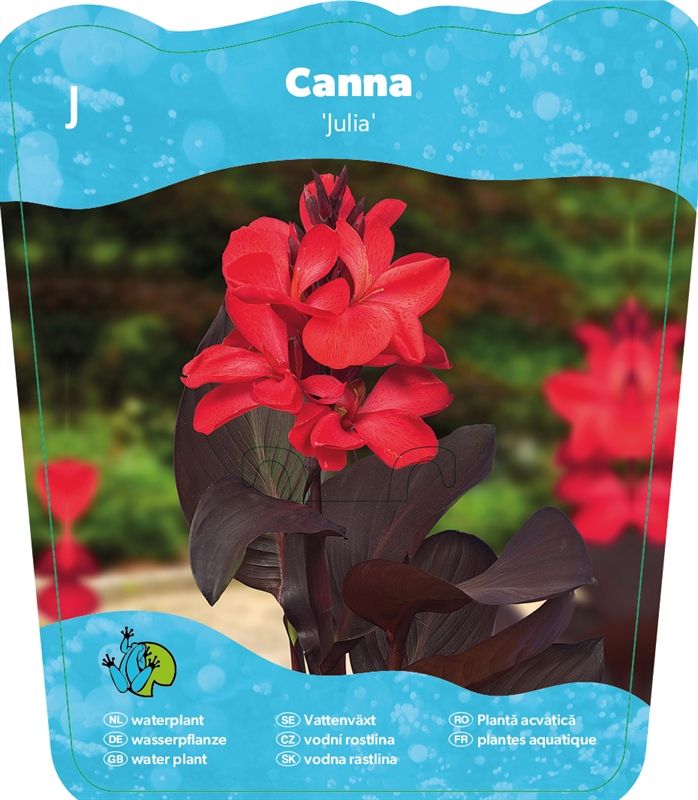 Canna Cannasol Happy Julia 20cm 18cm Pot