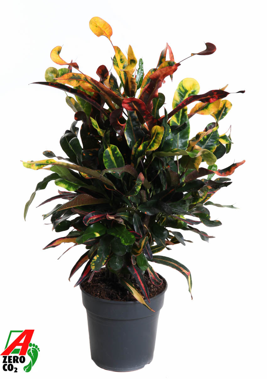 Codiaeum Mammi 60cm 19cm Pot