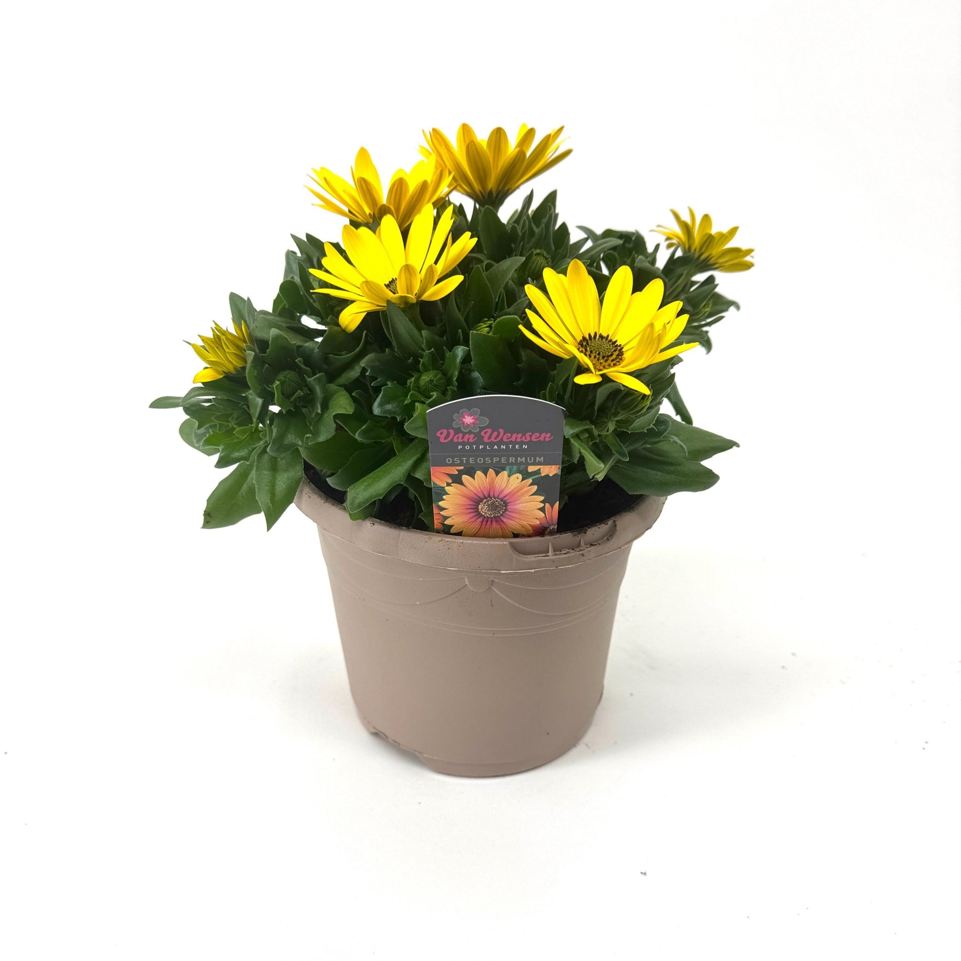 Osteospermum Margarita Yellow 27cm 17cm Pot
