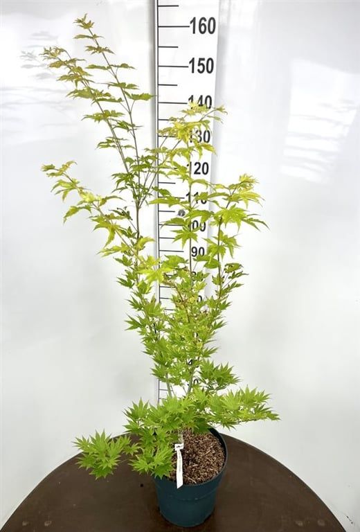 Acer Jordan 85cm 29cm Pot