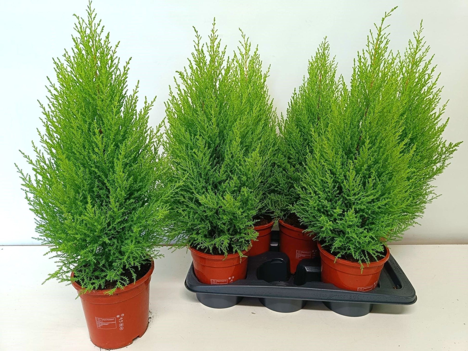 Cupressus Goldcrest Wilma 65cm 17cm Pot