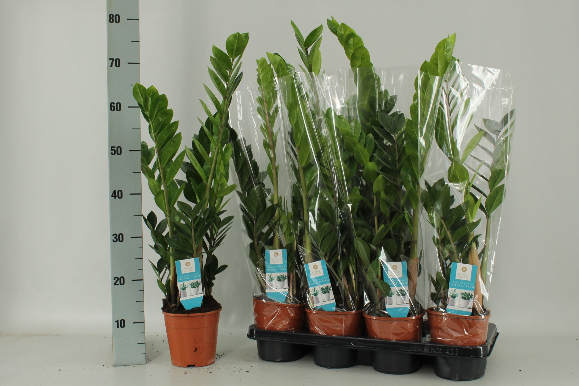 Zamioculcas zamiifolia 75cm 14cm Pot