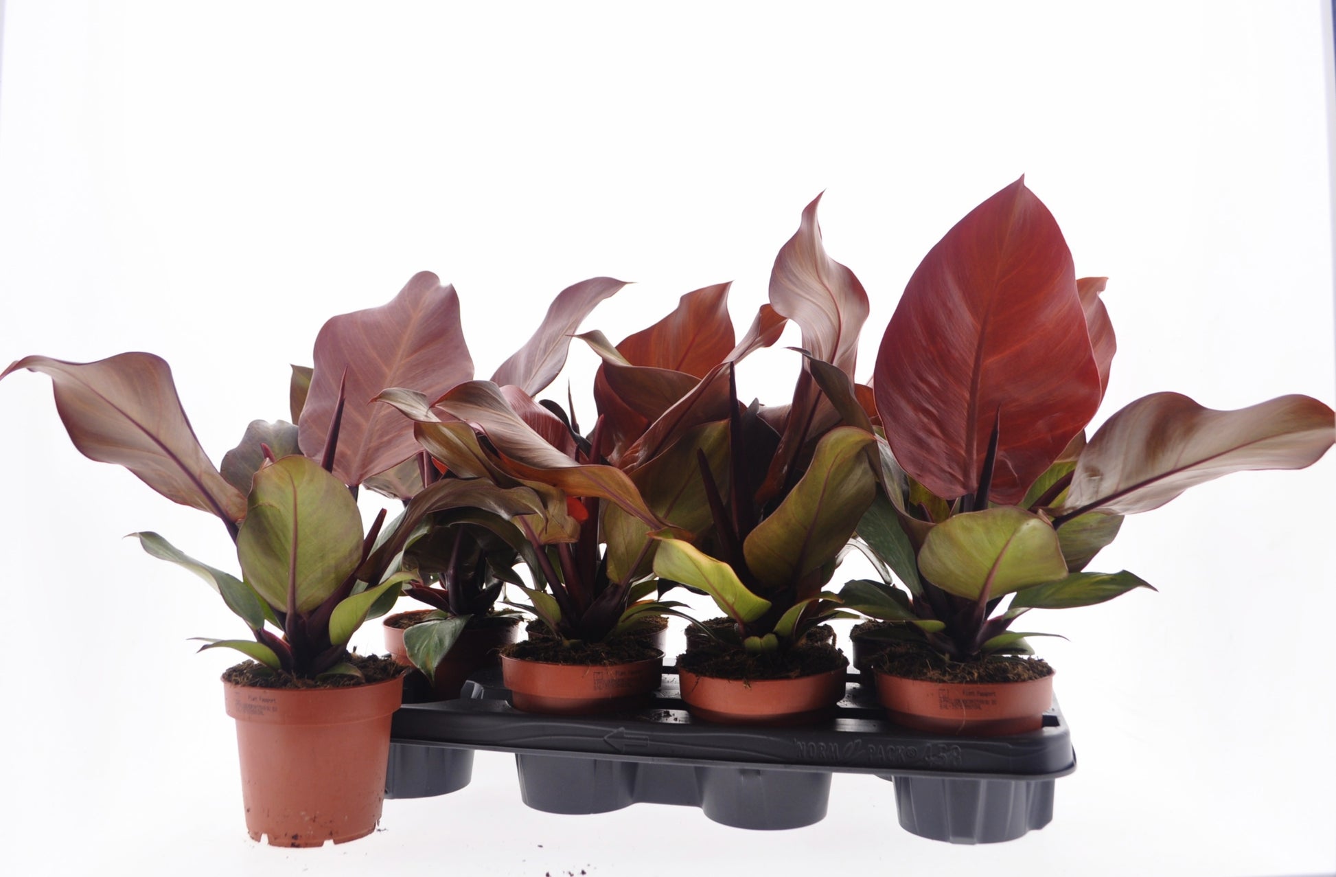 Philodendron Sunlight 30cm 12cm Pot