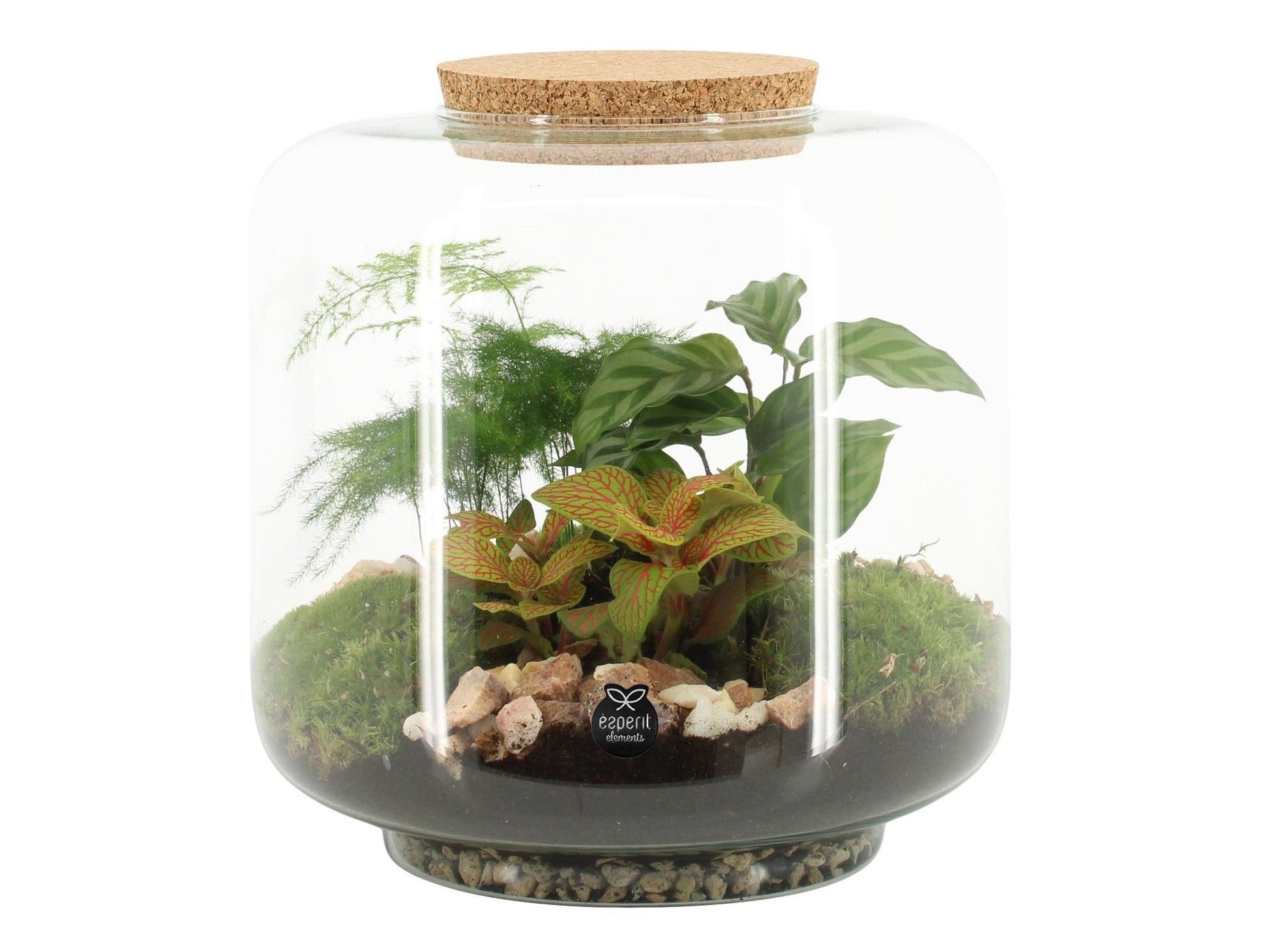 Glass Terrarium 24cm 24cm Pot