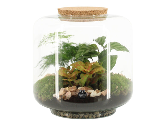 Glass Terrarium 24cm 24cm Pot