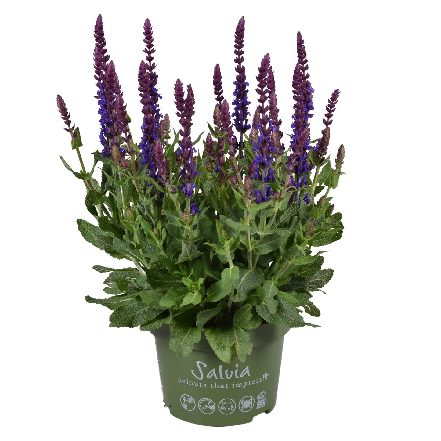 Salvia Sensation Deep Blue 25cm 13cm Pot