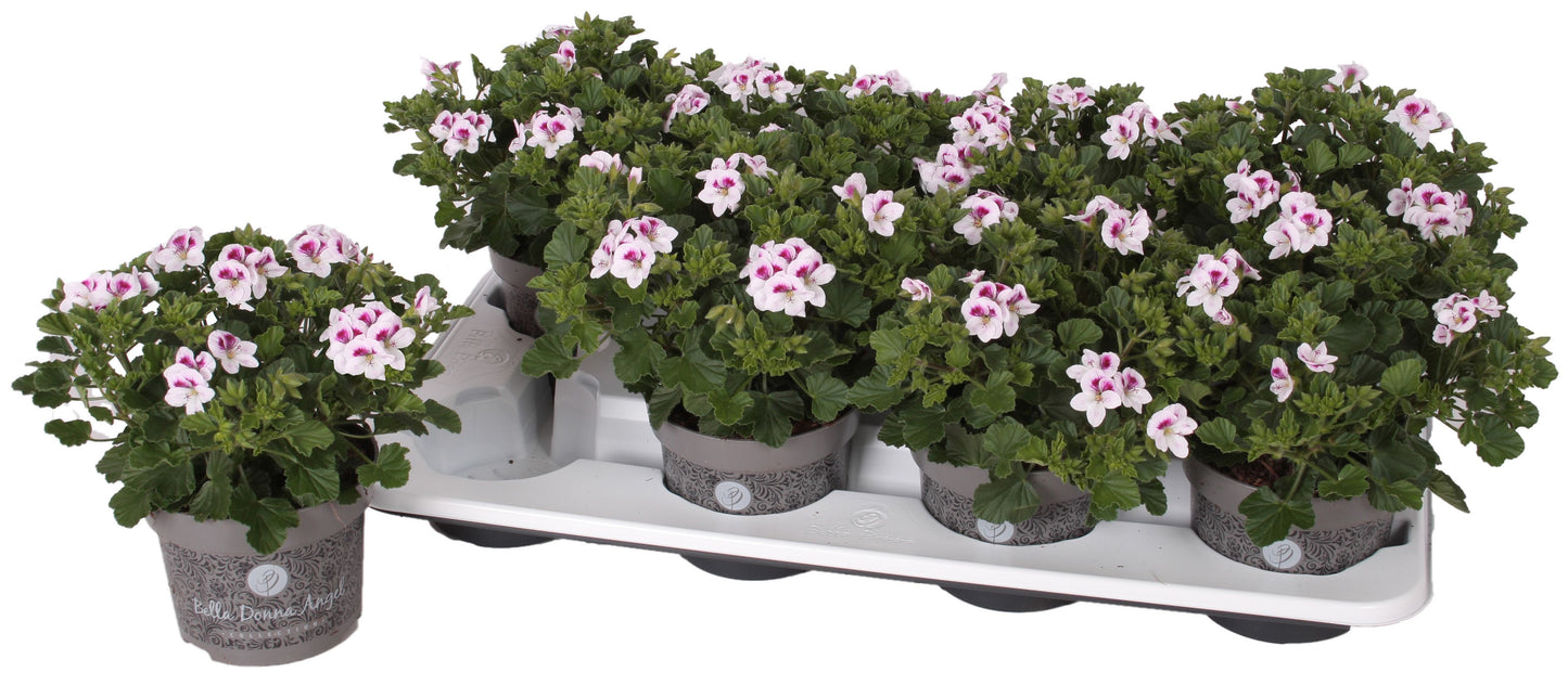 Pelargonium gr. Angel Lisa 25cm 12cm Pot