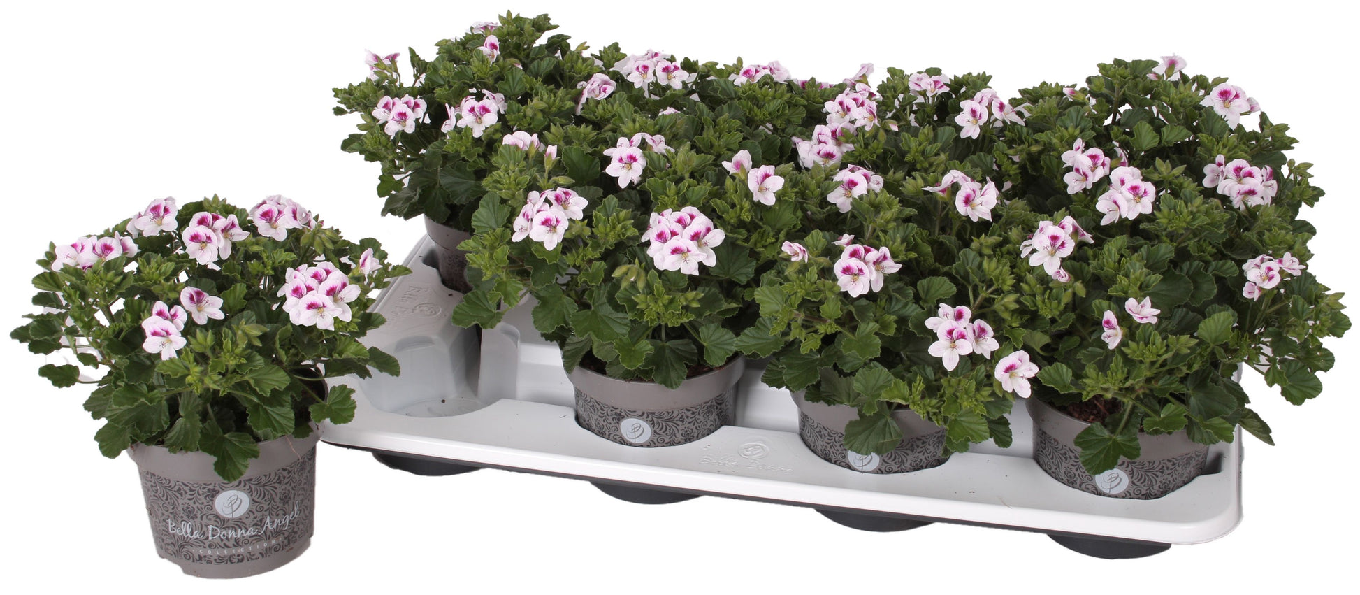 Pelargonium gr. Angel Lisa 25cm 12cm Pot