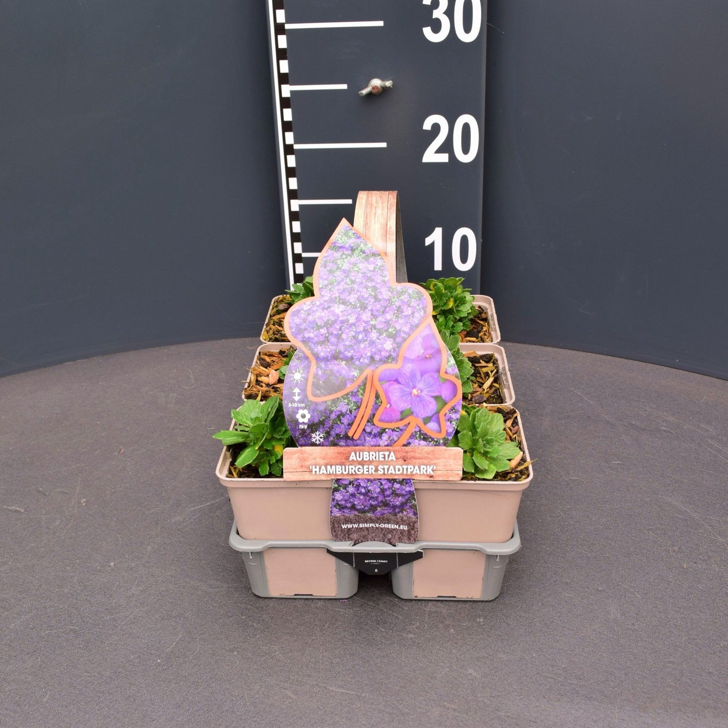 Aubrieta Hamburger Stadtpark 5cm 9cm Pot
