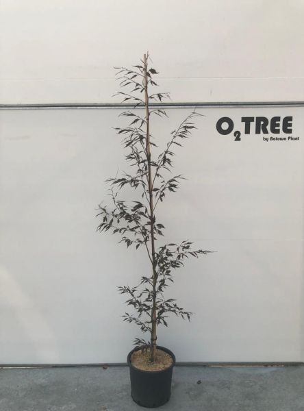 Fagus sylvatica 220cm 32cm Pot
