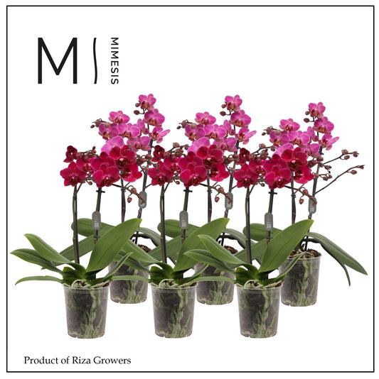 Phalaenopsis Purple 35cm 9cm Pot
