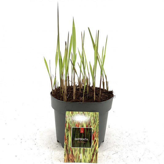 Imperata Red Baron 30cm 17cm Pot