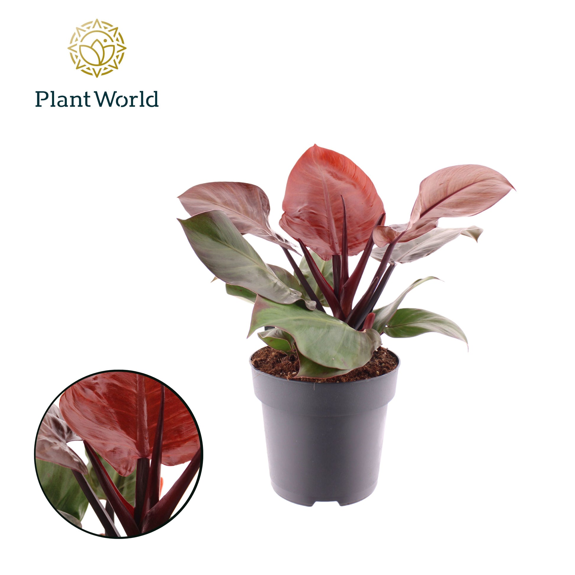 Philodendron scandens 40cm 19cm Pot