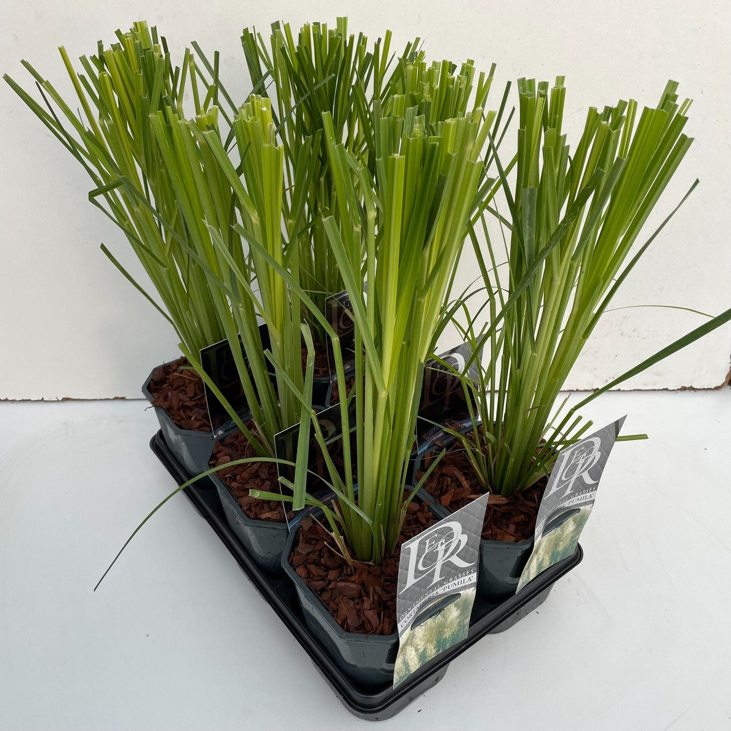 Cortaderia mix 50cm 17cm Pot